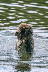 A poodle like fury brown dog is having a bath in a lake
