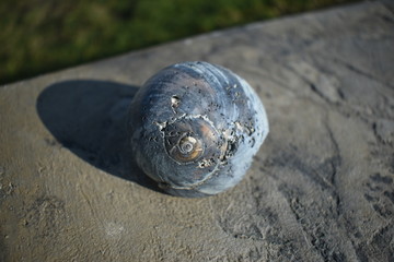 closeup of seashells on cement