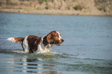 Springer Spaniel is running in the water. He wants ball in water. Autumn photoshooting in Prague.