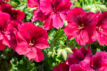 A lot of blossoming bright pink pelargonium flowers with green leaves on ssummer sunbeams. Garden Geranium (Pelargonium) in rhe garden.