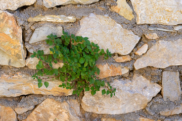 Rocky wall with young green plant that growing through. Concept of leadership, life and being strong