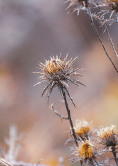 close-up of a dry thistle with thistle pattern on the background