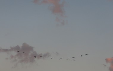 flock of birds in the sky