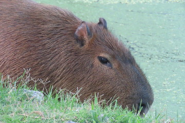 capybara on green grass