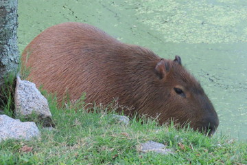 Capybara on green grass