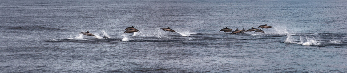 Fototapeta premium A flock of dolphins in the open sea is hunting. Animals jump, dive, surf on the surface of the ocean. Wild life near the Maldives