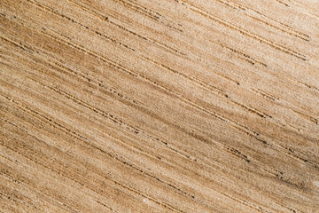 Velvet light oak wood texture close up. Macro.