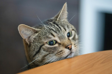 A chubby cat with big eyes looks at the table