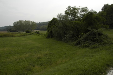 Forest and flower fields