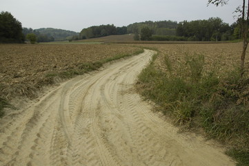 Country road through dry fields
