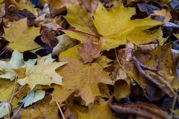 large fallen yellow leaves, texture, close up