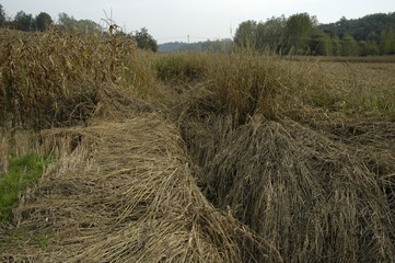 Dry grass piled - Hay - Straw