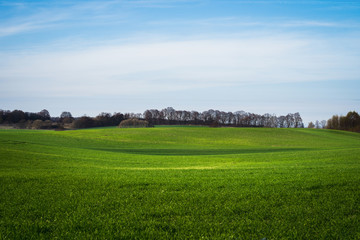 green meadow under blue sky on a clear sunny day