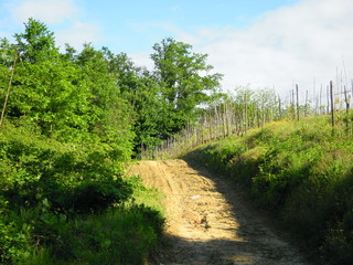 Country road with bushes and vineyards around	