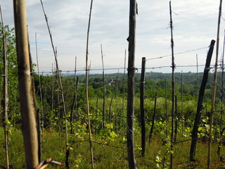 Vineyards on the hill - Country road among the vineyards	