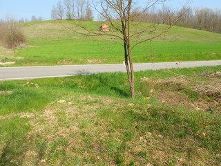 Lonely dry tree in front of a hill and an asphalt road