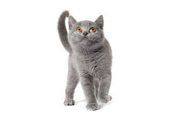 gray British Shorthair Kitten   isolated on white background .