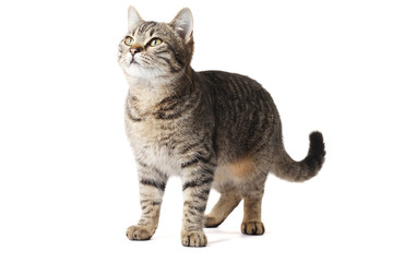 Young cat isolated on white background