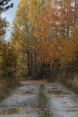 Fototapeta premium Autumn village trees landscape view. Autumn village scene. 