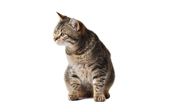 Young cat isolated on white background
