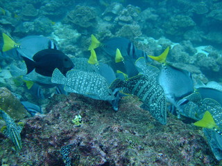 Leather bass (Dermatolepis dermatolepis) (foreground), a Hawaiian surgeonfish (Ctenochaetus hawaiiensis) (black) and razor surgeonfish (Prionurus laticlavius) (background), Cocos Island, Costa Rica