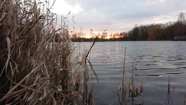 Calm lake water waves and reeds with sunset at background on a windy day.