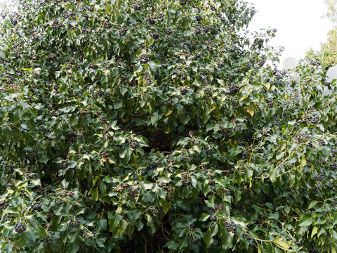 Extremem Efeubewuchs (Hedera helix) mit Reife bl&auml;ulichen oder gr&uuml;nlich-schwarzen Fr&uuml;chte oder beeren und glanzend dunkelgr&uuml;n Bl&auml;tter