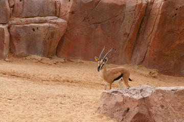 Gazelle Thomson. Beautiful antelope against a natural stone wall
