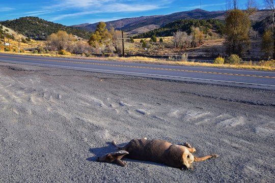 Dead White-tailed or mule doe deer hit by a car or truck lying killed on the roadside, sad roadkill in the Rocky Mountains of Utah. USA.