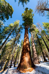 Sequoia trees Yosemite