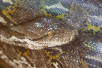 Reticulated python Snake. The head of a huge Python. Reptile