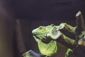 Beautiful green iguana sitting on a branch. Green Iguana Reptile Portrait Closeup