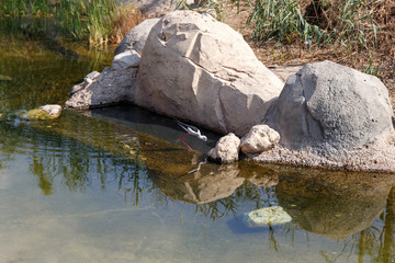 A beautiful bird flew to an artificial pond to drink water. Wildlife