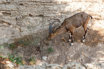 Nubian Ibex. The Nubian mountain goat. Large mammal. Grazing goat