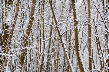 Snow covered trees in Kent England.