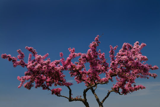 Pink flowers on a stunted crabapple tree in Toronto Spring with a blue sky
