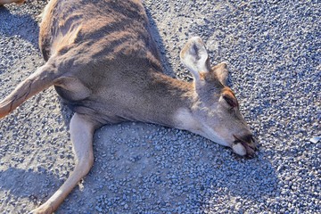 Dead White-tailed or mule doe deer hit by a car or truck lying killed on the roadside, sad roadkill...