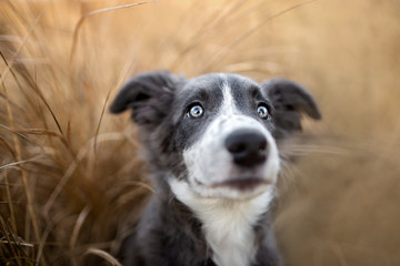 Naklejka na ściany i meble funny grey border collie puppy portrait close up in the grass