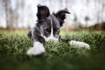 Fotobehang funny border collie puppy hiding nose in the grass, wide angle shot © otsphoto