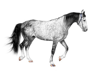 Obraz na płótnie Canvas young frisky stallion gray white color, horse standing on a white background