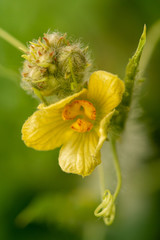 watermelon plant flower