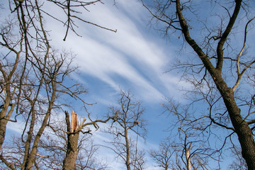 branches of autumn trees without leaves on a background of blue sky