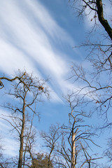 branches of autumn trees without leaves on a background of blue sky