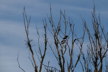 branches of autumn trees without leaves on a background of blue sky