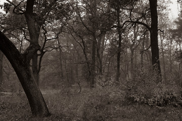 Autumn forest with a light haze, slightly foggy autumn forest, black and white photo