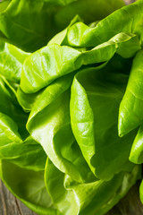 Raw Green Organic Butter Lettuce