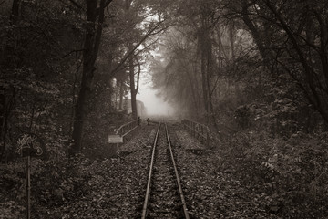 Naklejka na ściany i meble Autumn forest with light fog, slightly foggy autumn forest, railroad tracks in a slightly foggy forest, black and white photo