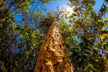 Fototapeta premium old oak tree