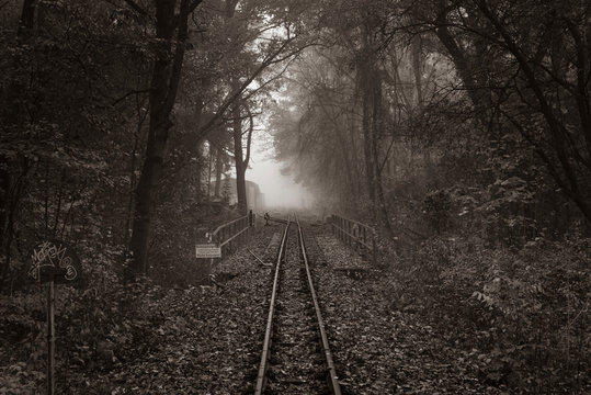 Autumn forest with light fog, slightly foggy autumn forest, railroad tracks in a slightly foggy forest, black and white photo