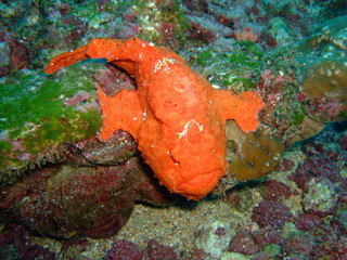 Commerson's frogfish (Antennarius commerson), Cocos Island, Costa Rica